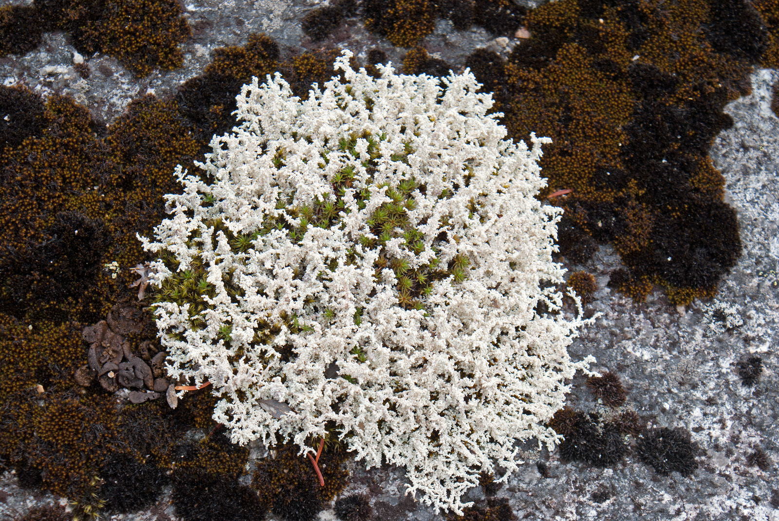 Представитель Семейства Stereocaulaceae